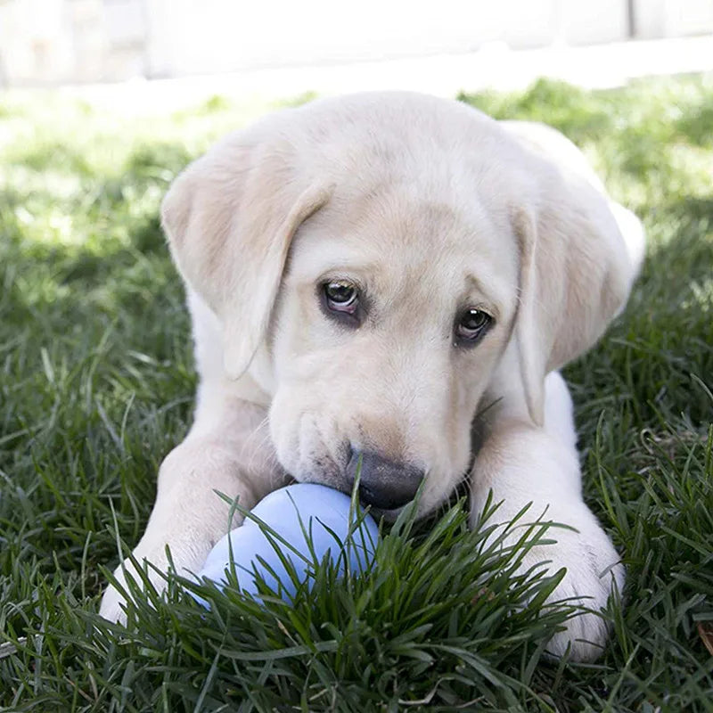 Puppy Natural Teething Rubber Dog Chew Toy Dog Treat