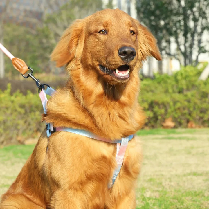 Chest for Dog Harness for Dogs Small Dog Leash Pet Collar
