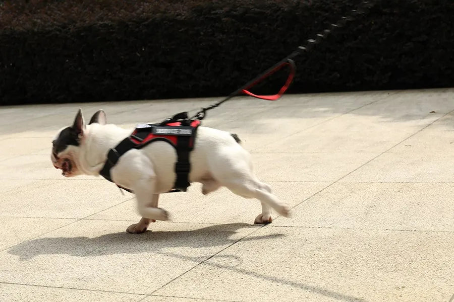 Reflective Pet Dog Harness Dog Accessories Leash