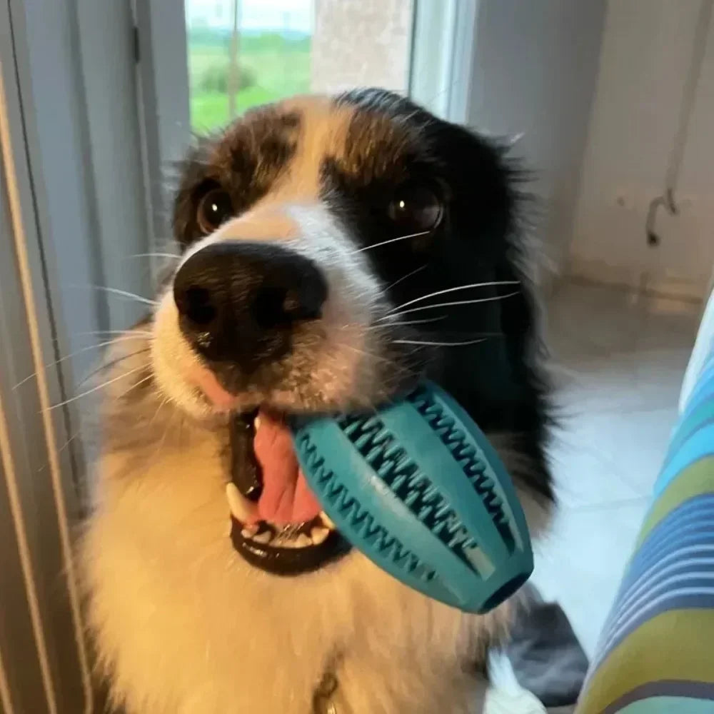 Pet Dog Toys Chew For Dogs Toy Teeth Treat Dog Toys